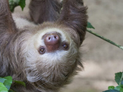 Paresseux d'Hoffmann - Hoffmann's two-toed sloth