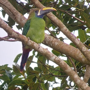 Bird watchingTour