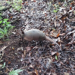Natural History Tour