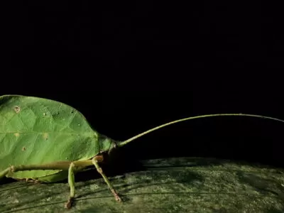 Species