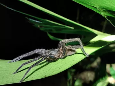 Species