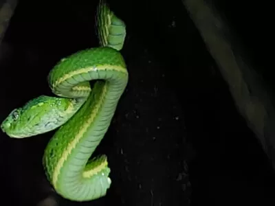 Species