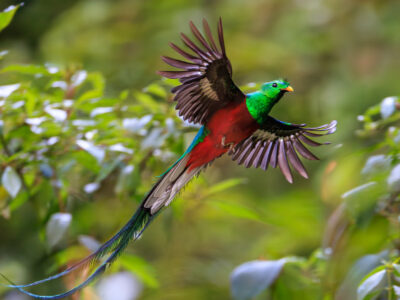 Quetzal Resplendissant - Resplendent Quetzal