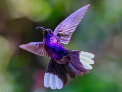 Campyloptère Violet - Violet Sabrewing