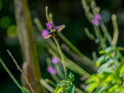 Campyloptère Violet - Violet Sabrewing