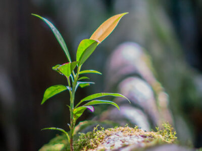 Flora of the Region