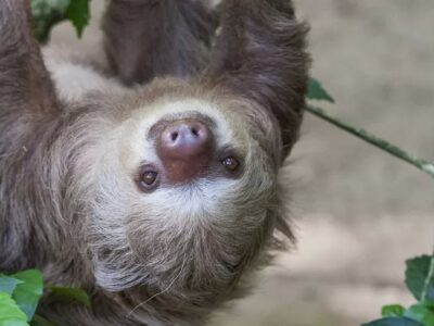 Paresseux d'Hoffmann - Hoffmann's two-toed sloth