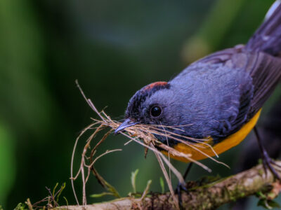 Slate-throated Redstart - Candelita Pechinegra - Parulinee Ardoisée