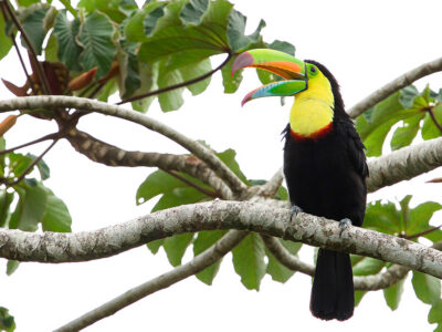 Toucan à Carène - Keel-billed Toucan